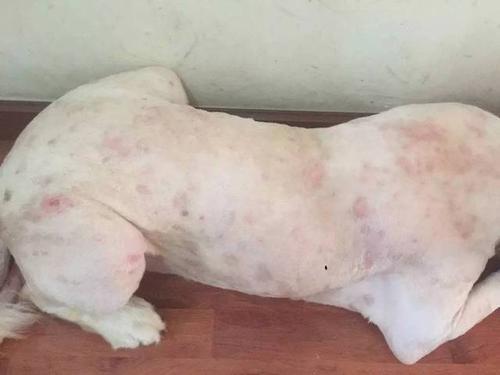 犬皮肤病篇 有的还会传染给人 快学学怎么治疗吧 知乎