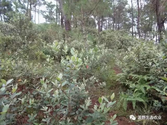 山捻子的神奇功效你知道多少? - 知乎
