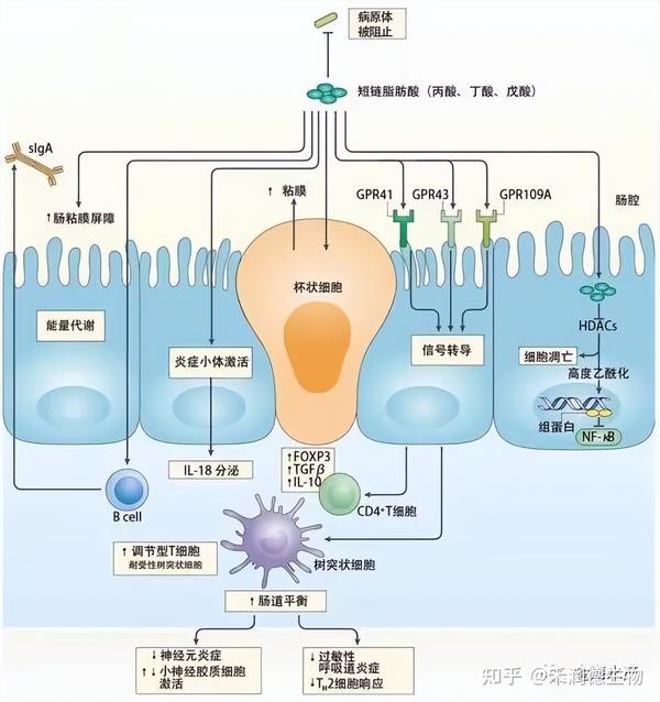 肠道菌群与上皮细胞的屏障作用 - 知乎