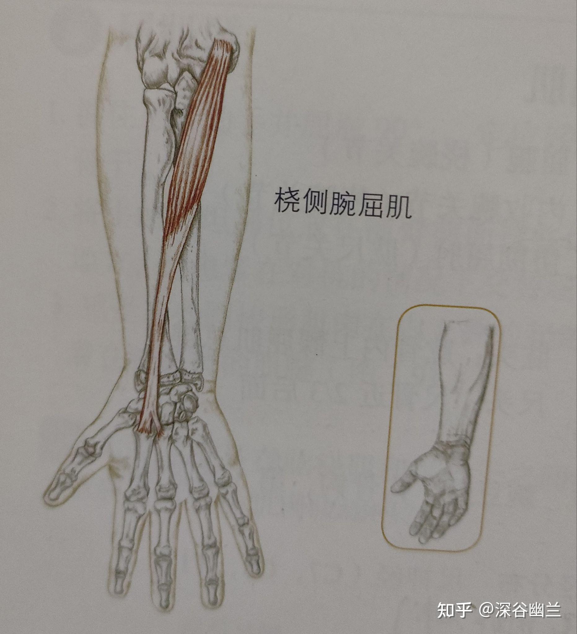 透过解剖经渠穴处查病因 - 知乎