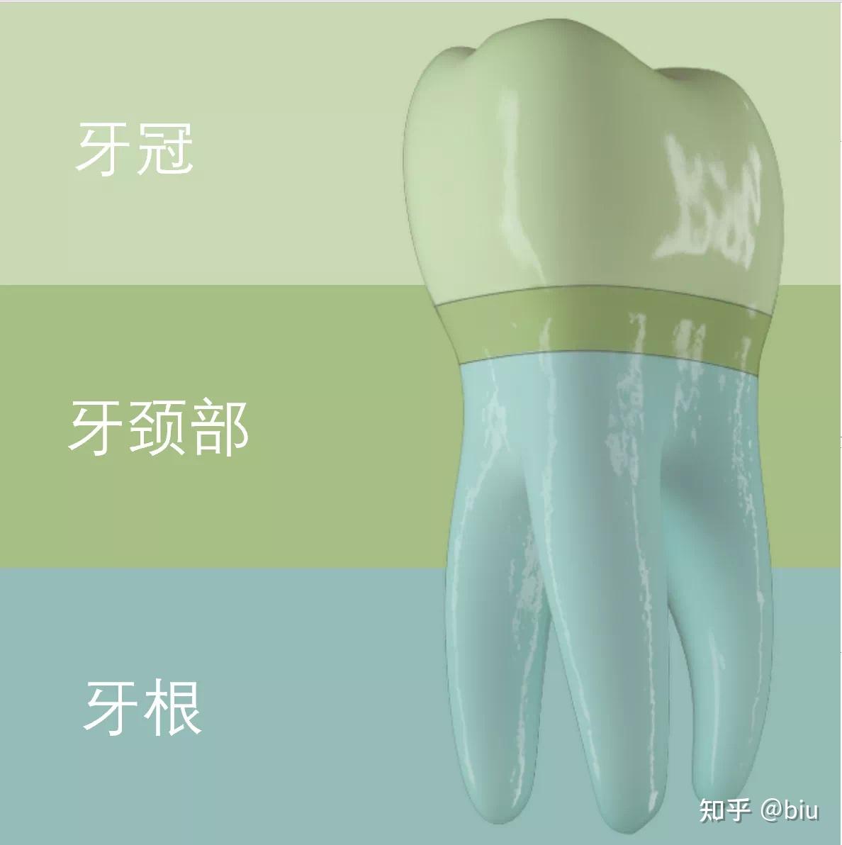 图3-36 牙的分类与乳牙命名-口腔颌面及颈部临床解剖学-医学