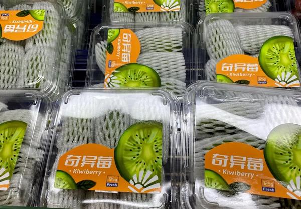 别样软枣子 - 知乎