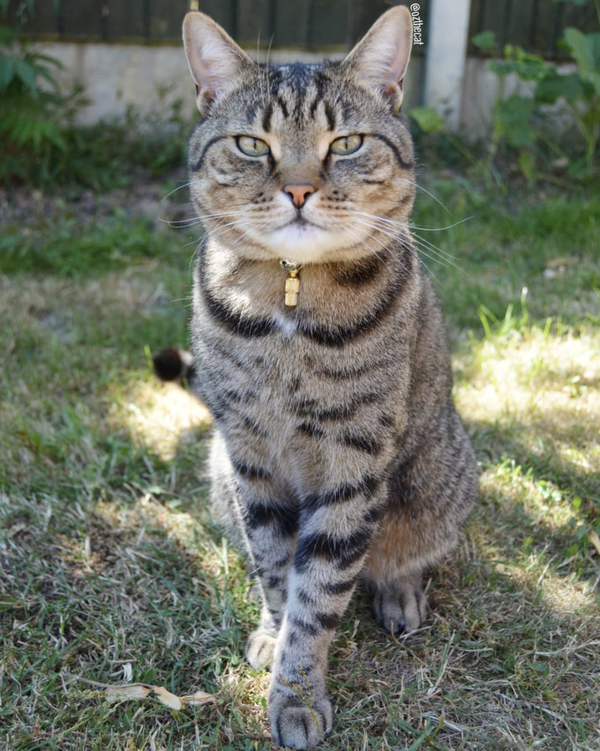 吸猫大会:英短虎斑猫ozzy