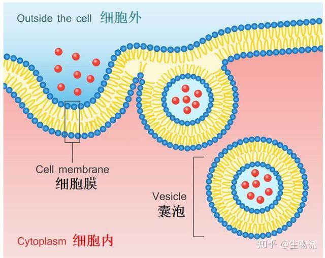 细胞膜最简单的磷脂双分子层,行为复杂到超出你的想象(二)