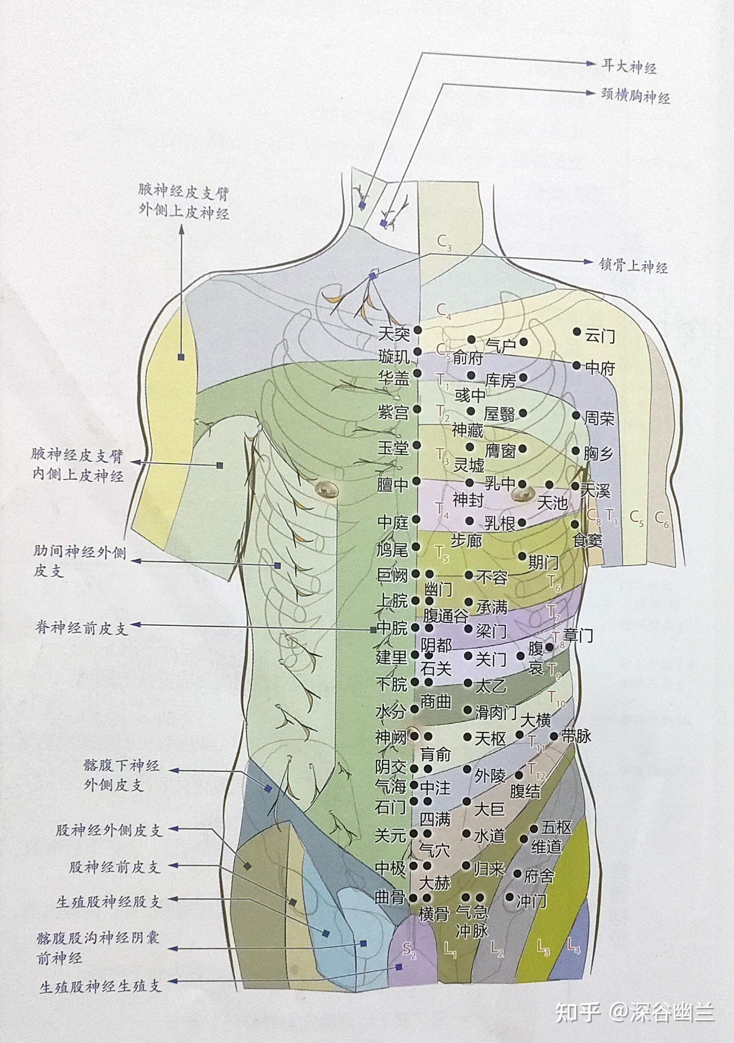 肋骨两侧是经络图图片