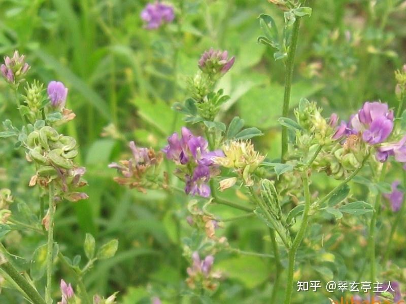 北京木樨地为什么本地人发音是苜蓿地? - 知乎