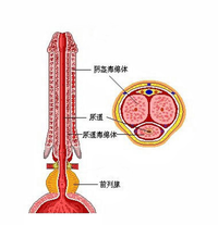 聊又一直不好意思的话题,今天一休老师给大家逐渐解密男性的"命根子"