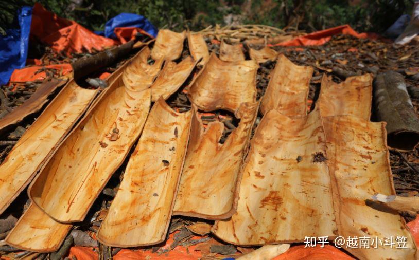 肉桂树是按年龄计算的,树越老,树皮越厚,价格就越高剥皮的过程要求