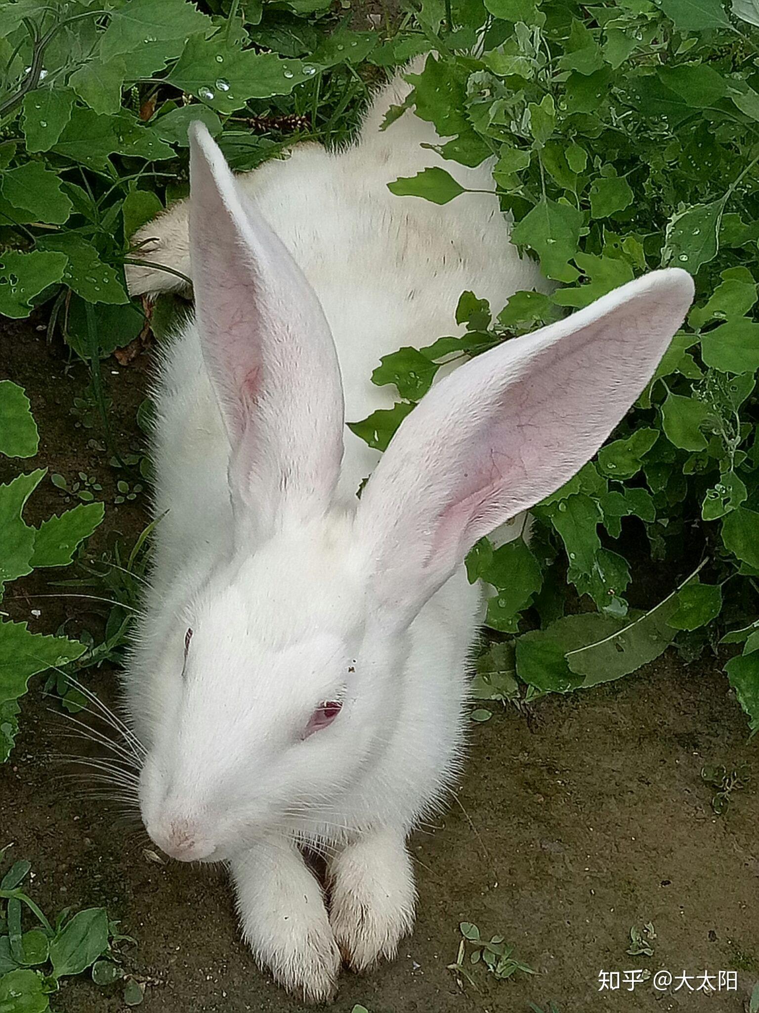 肉兔适合当宠物吗