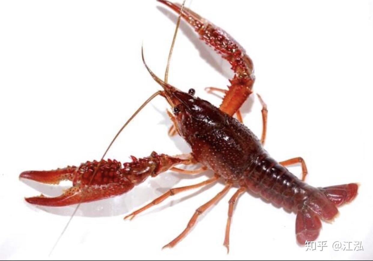 小龙虾会有什么寄生虫-人工养殖的小龙虾有寄生虫吗_亲亲宝贝网