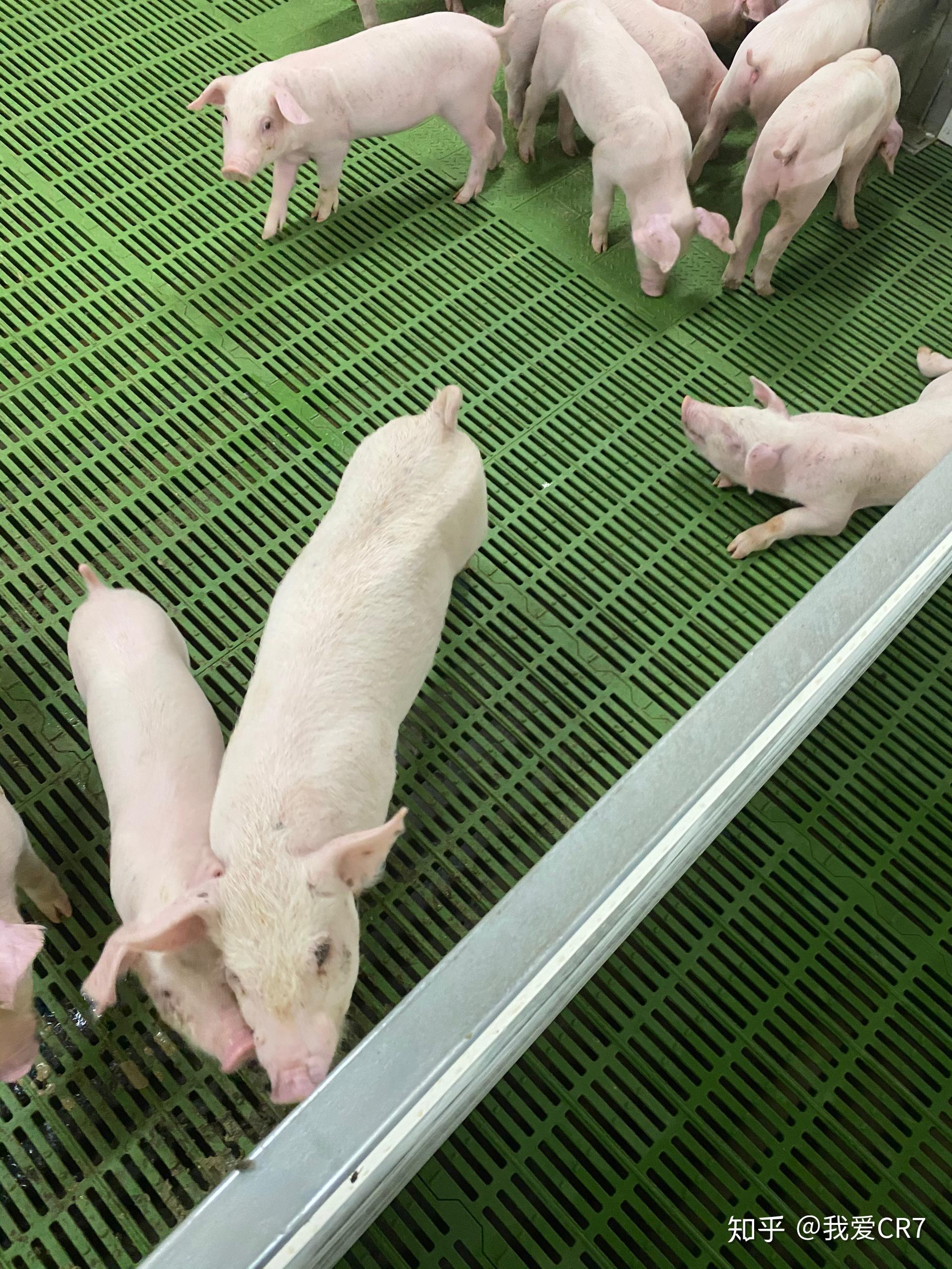 在新希望六合的养猪场工作是什么样的体验? - 知乎