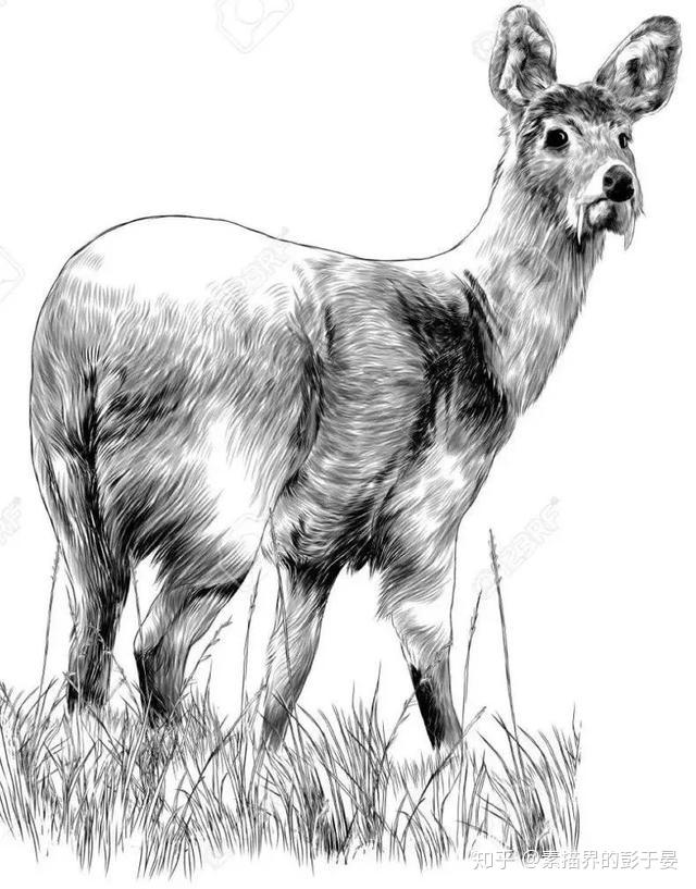一组素描动物作品欣赏 - 知乎