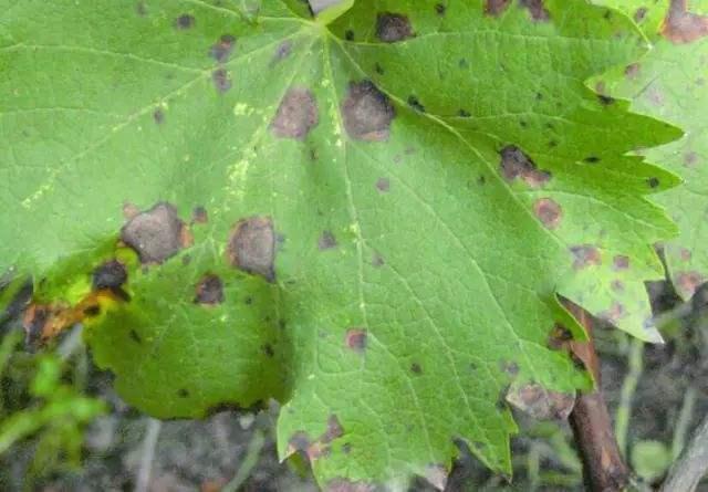 冬瓜炭疽病雨季预防应注意哪些过来人教你预防措施