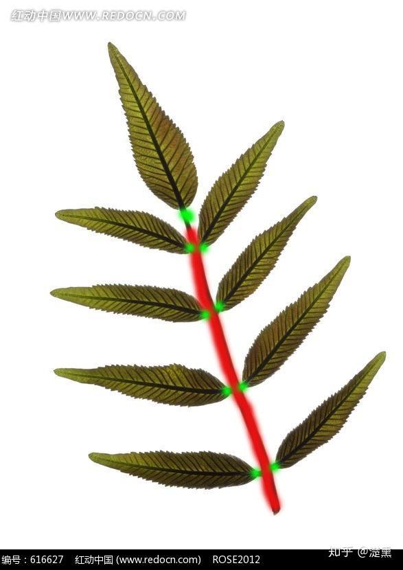 如何区分单叶和复叶