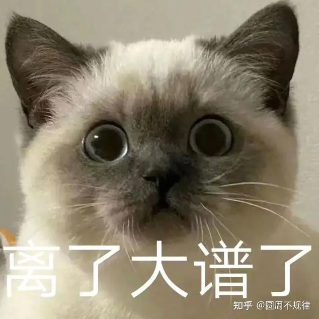 “聪明猫”才会有“聪明毛”？网友：我的猫是傻猫！ - 知乎