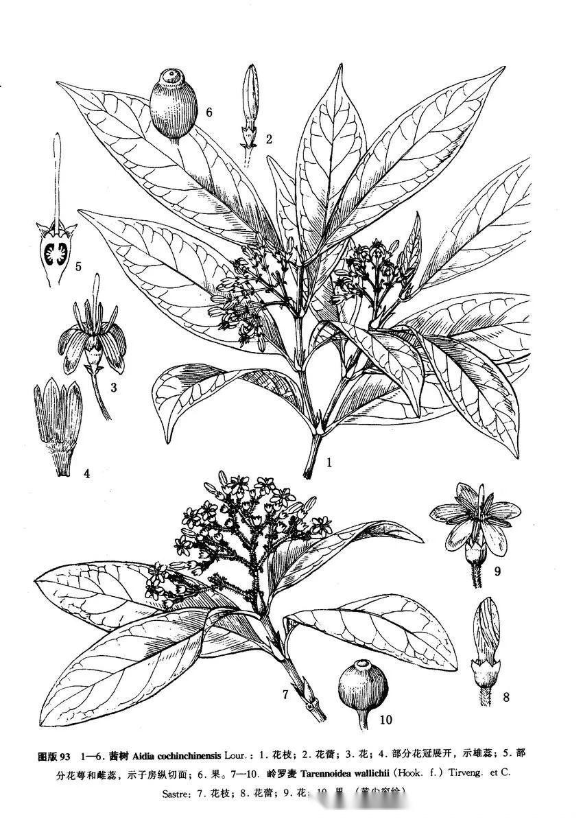 【植物界全系列】茜草科—仙丹花亚科(四):龙船花