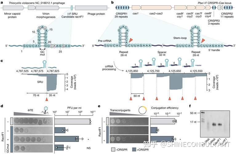 Nature：科学家发现病毒对抗细菌CRISPR免疫系统的全新方式 - 知乎