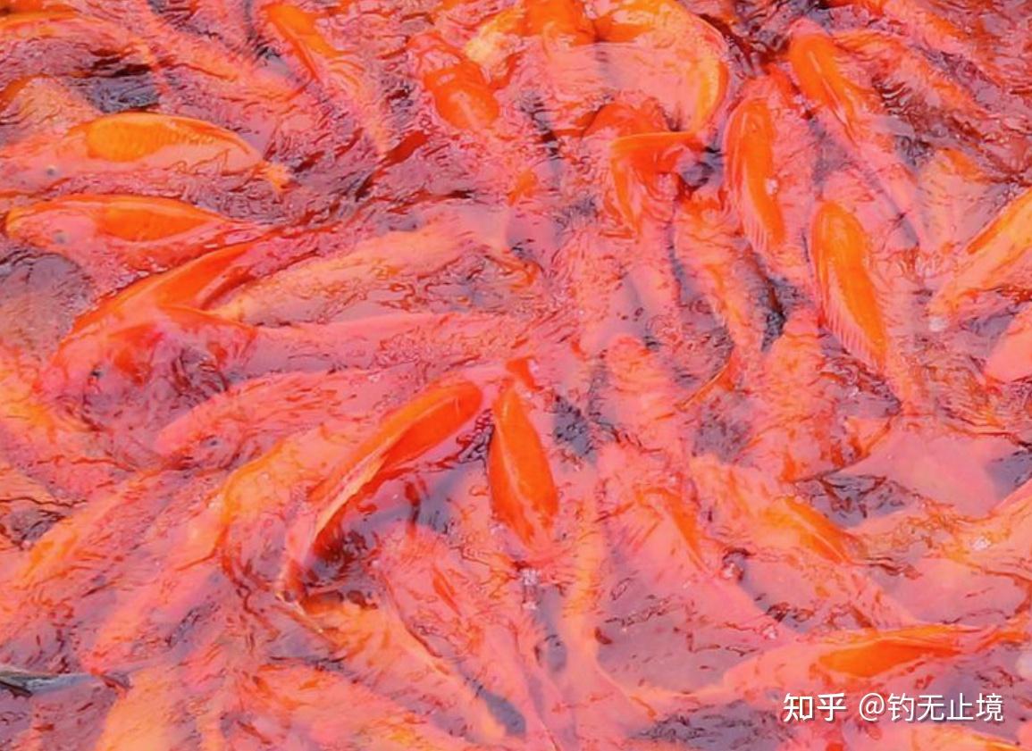 荷包红鲤-江西水产经济动物-图片