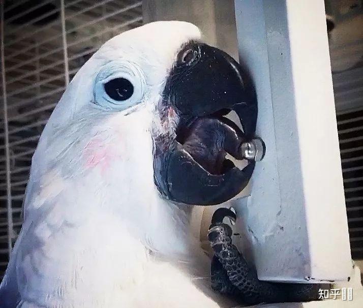 村上春树奇鸟行状录中的拧发条鸟是哪一种鸟