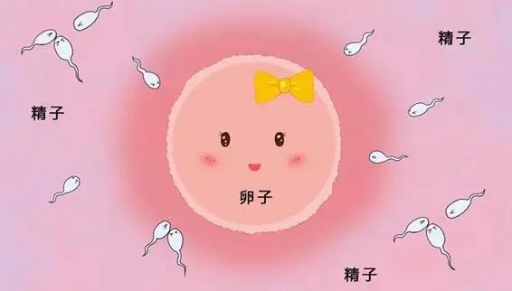 受精卵是如何着床的 - 知乎