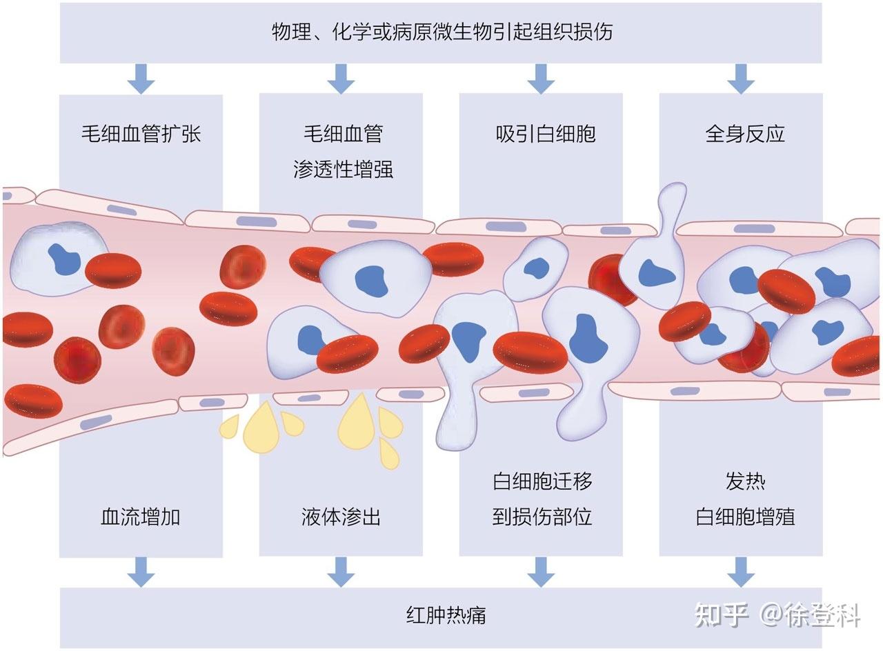 血管反应是炎症的中心反应