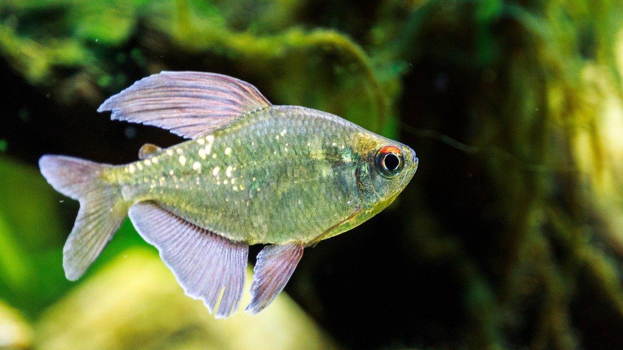 4. 淡水鱼养殖技巧