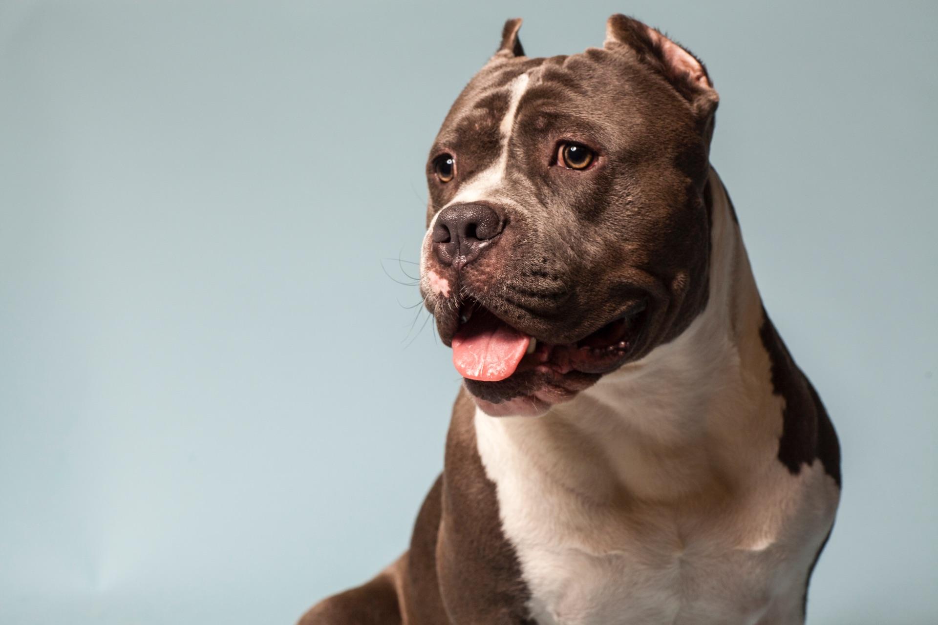 养一只美国恶霸犬是一种什么体验