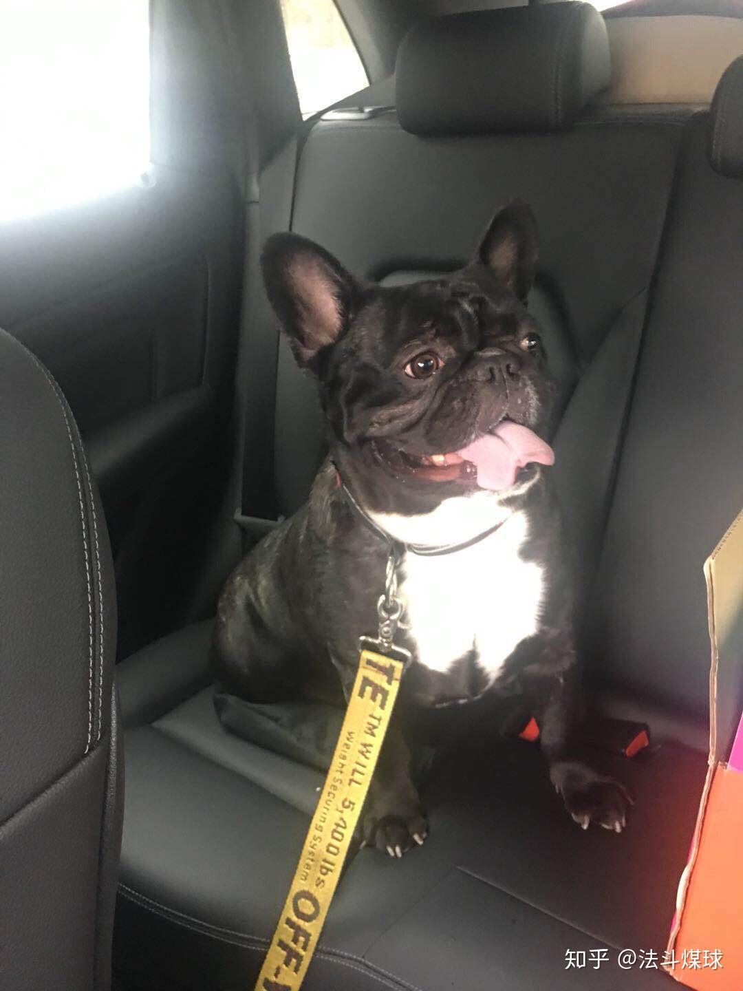 法斗的智商到底有多低?