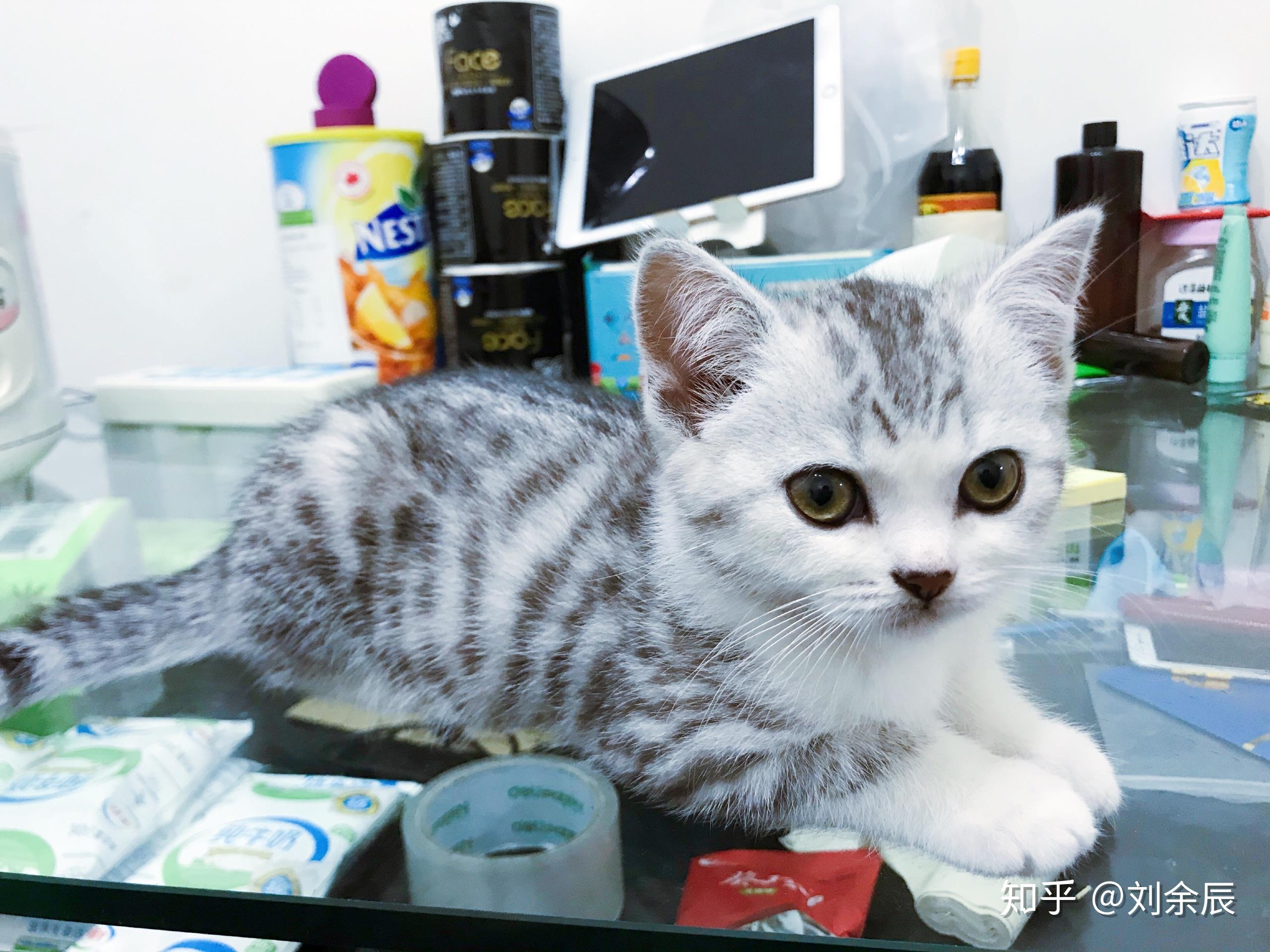 英短和美短串出来的猫大概能卖多少钱