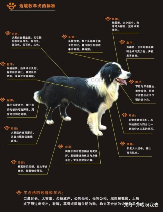 为什么边境牧羊犬不能当警犬 原因有这几点 知乎