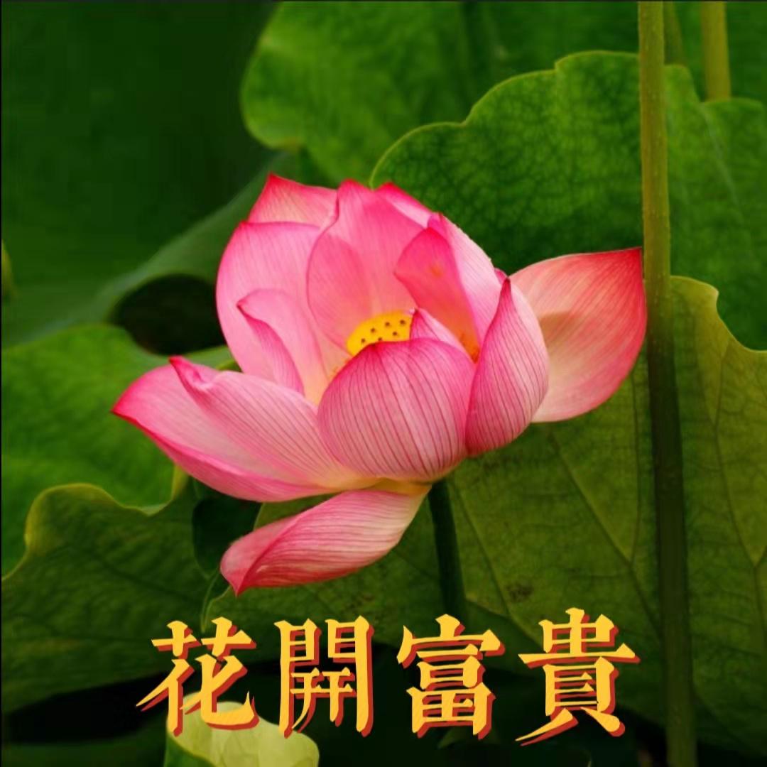 为什么很多中年妇女喜欢用荷花/莲花/荷塘图片做头像?