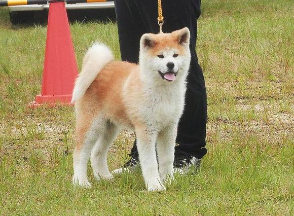 秋田犬也是有长毛和短毛之分 你会分辨长毛秋田犬么 知乎