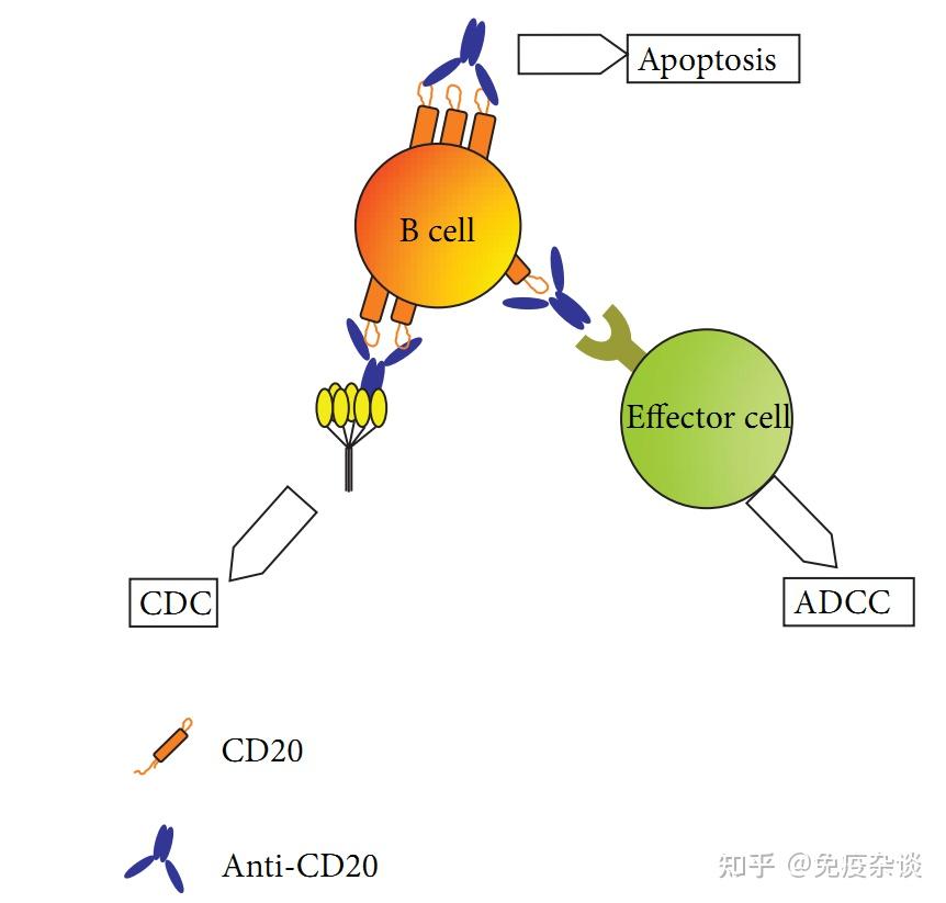 B 细胞清除疗法在自身免疫性疾病的进展和机制见解 - 知乎
