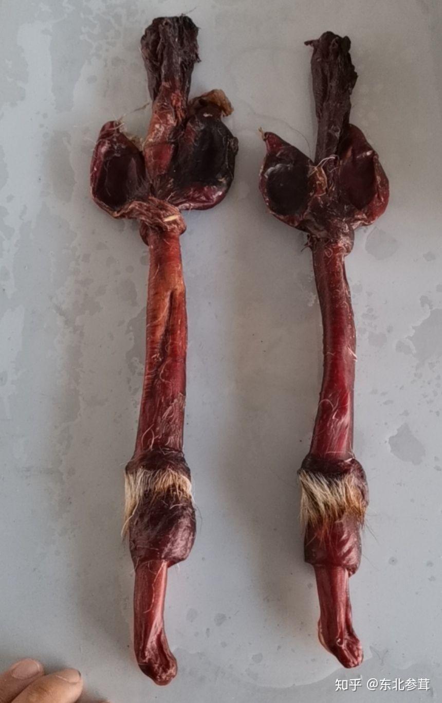 在西医的角度,牛鞭 鹿鞭 狗鞭 老虎鞭 这些动物鸡掰有药用价值吗?