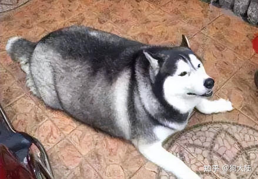 养哈士奇6大禁忌劝你别犯