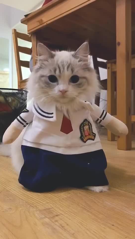 第一次特别想要猫,什么品种最好?