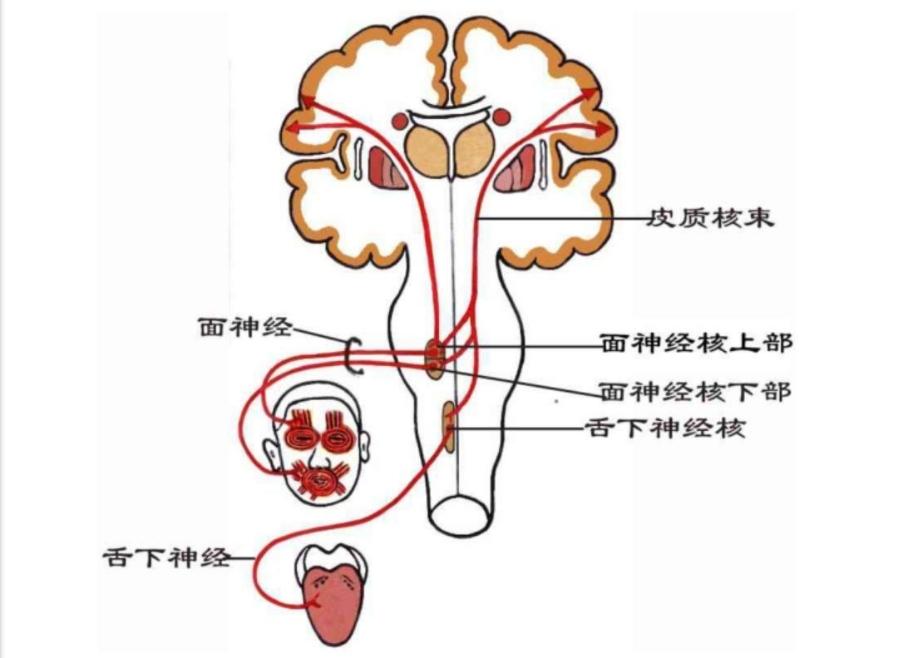 神内临床笔记38  神经传导通路       最全总结&吐血整理