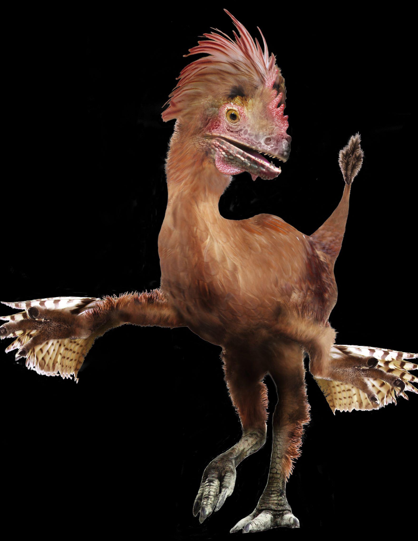 科学家如何唤醒每只鸡身上的恐龙