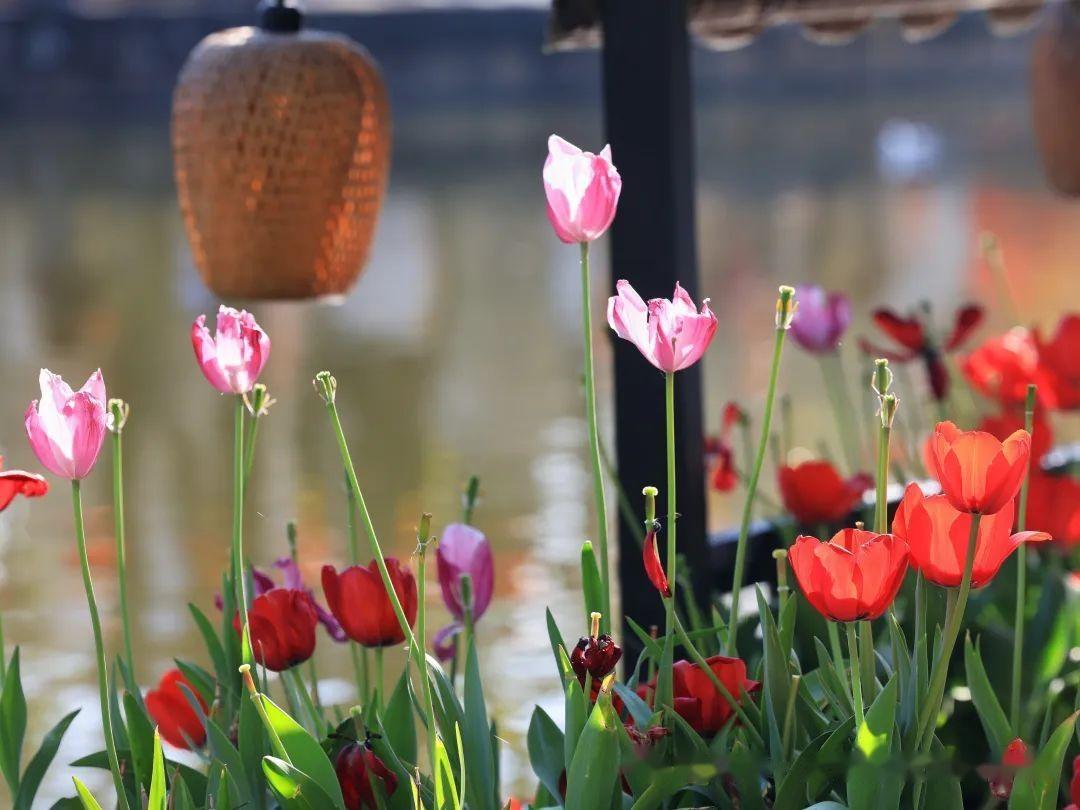 昆明花海景点图片图片