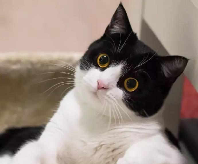 黑猫警长是黑猫还是奶牛猫? - 知乎