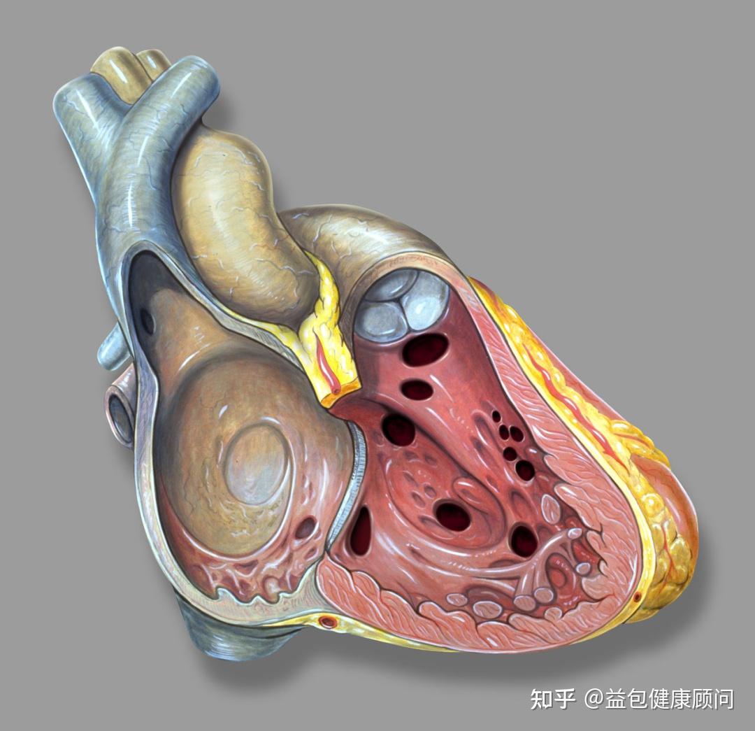 室間隔缺損會有什麼症狀?