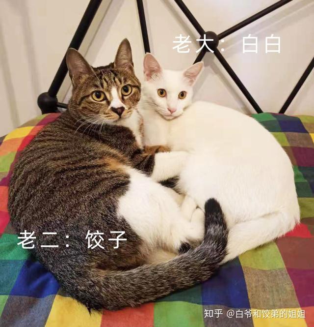怎么养宠物猫新手入门 v2-cefdf2962a2e0715e2bf00bb84f4155c_r.jpg