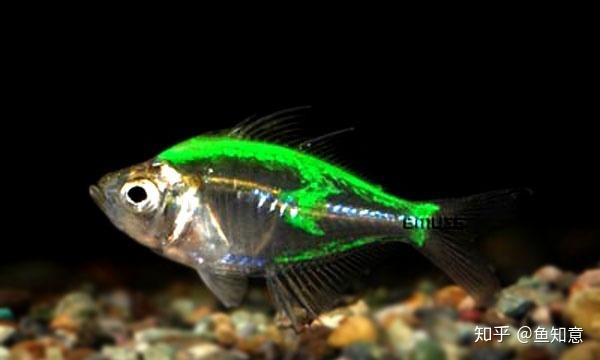 小型观赏鱼玻璃拉拉