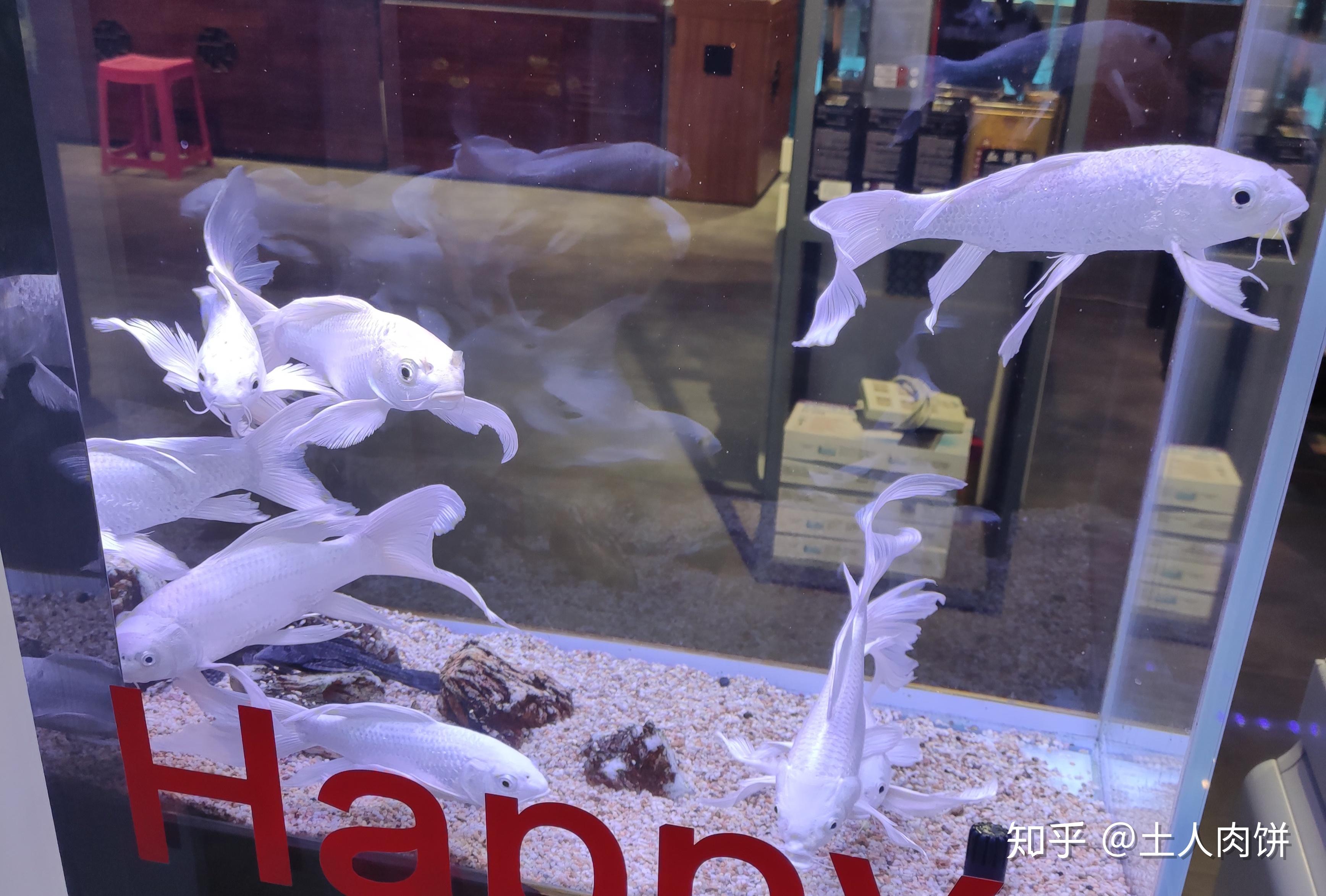 全身银白色的金鱼尾巴很大是啥品种啊? - 知乎