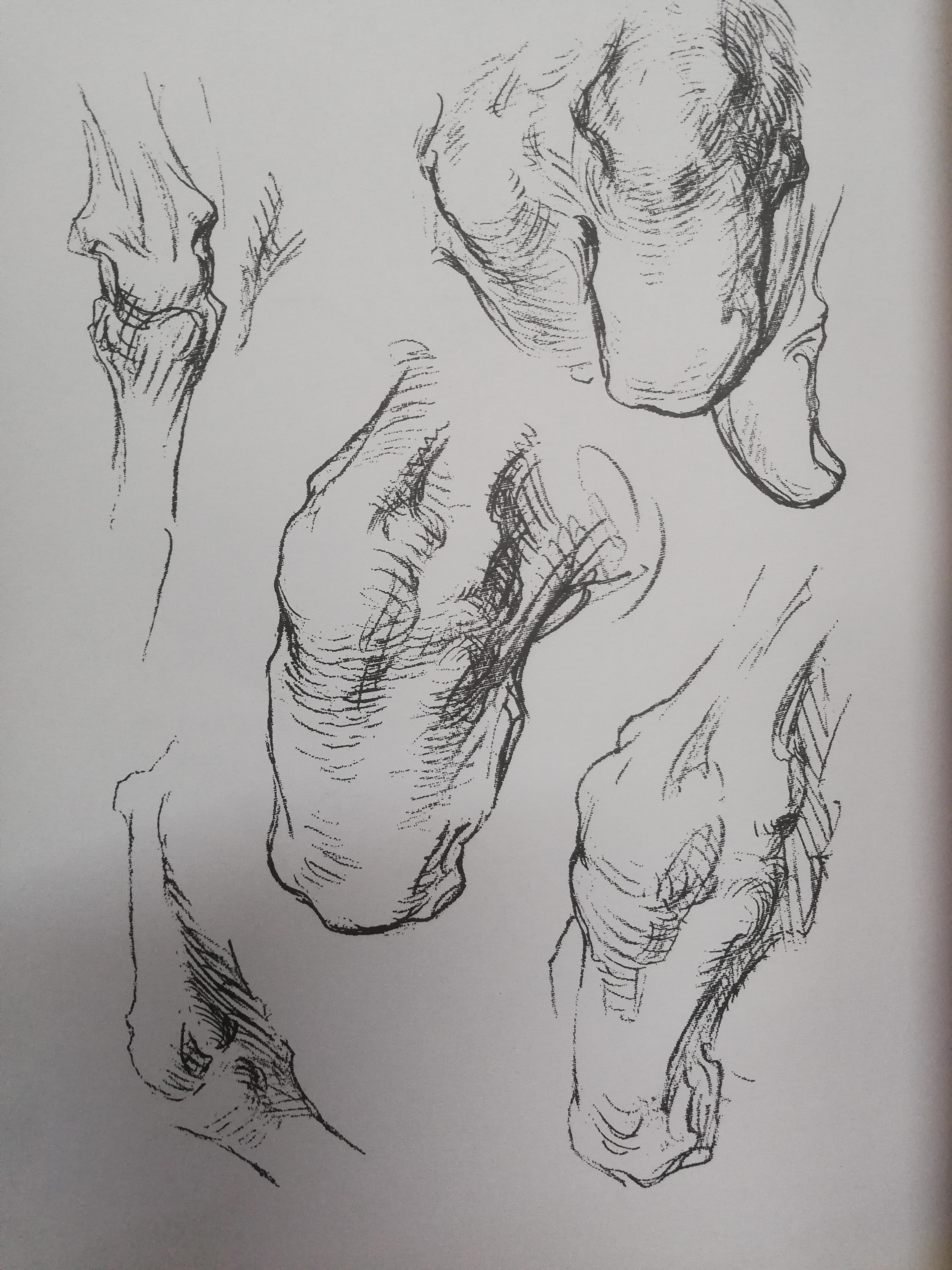 《伯里曼人体解剖》在人体局部上的范图过于详细(于速写而言),但是它