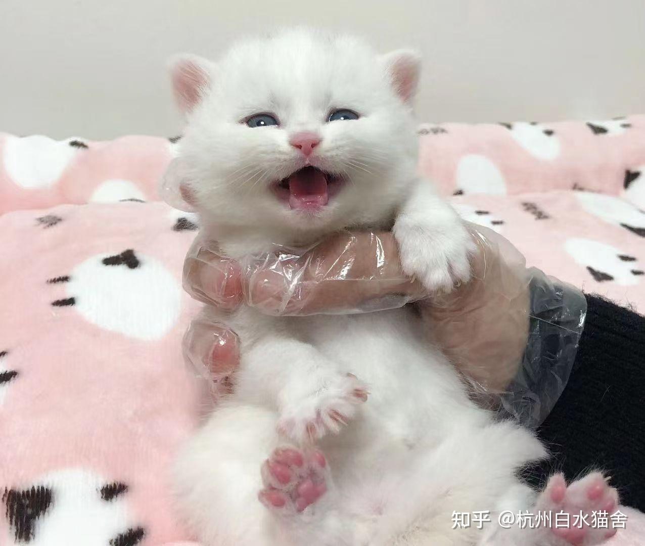 买了只黄眼睛的银渐层,这个品相如何? - 知乎