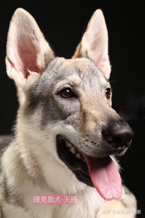 捷克狼犬飼養管理社交小經驗分享