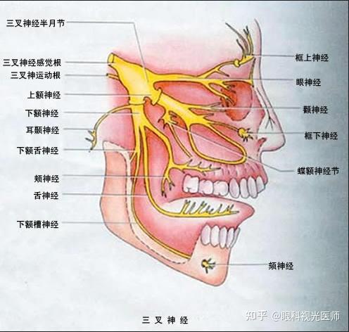 三叉神经:起自中脑上丘平面动眼神经核下端的滑车神经核,其纤维走向背