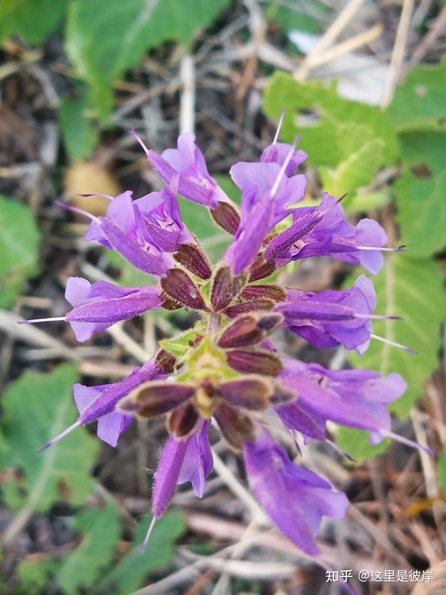 有针的花中精灵｜丹参花 - 知乎