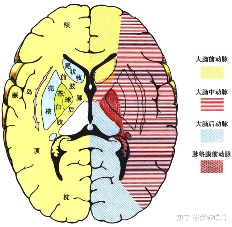 头部动脉血管分布图图片